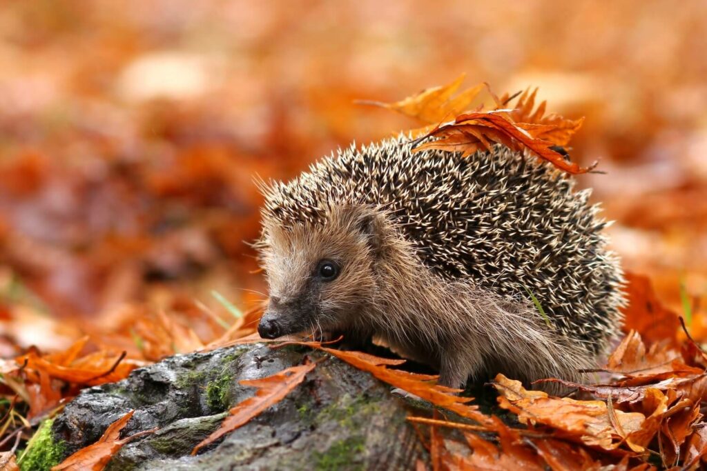 igel im garten 1024x683
